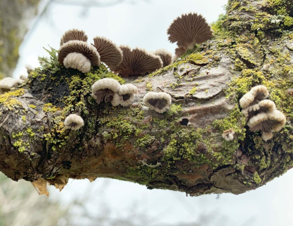 Schizophyllum commune. Créditos: Laura.