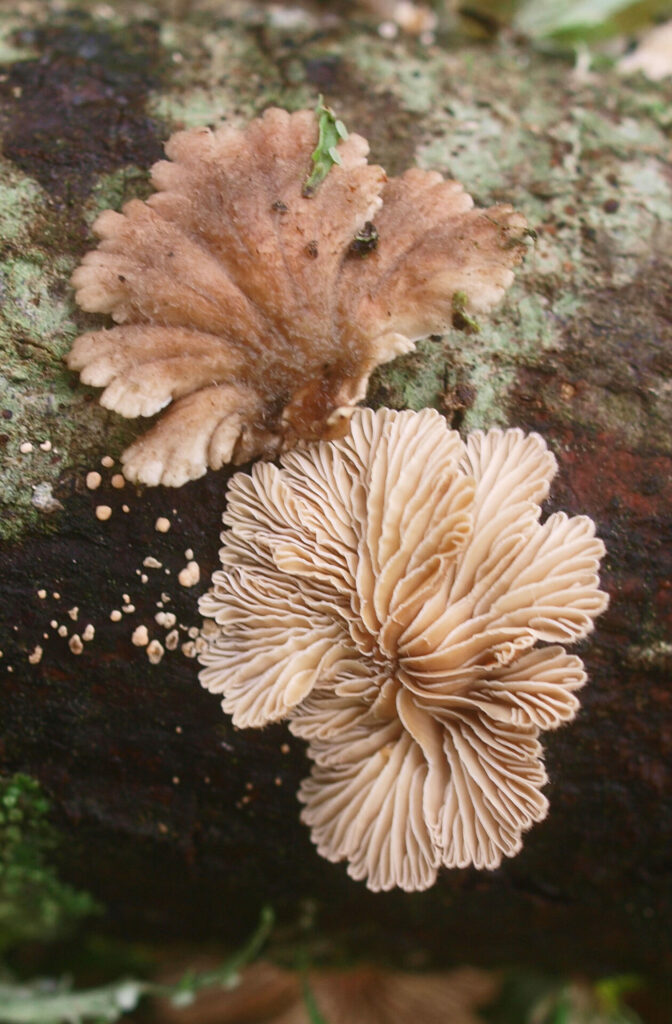 Schizophyllum commune. Créditos: Mike Lusk.