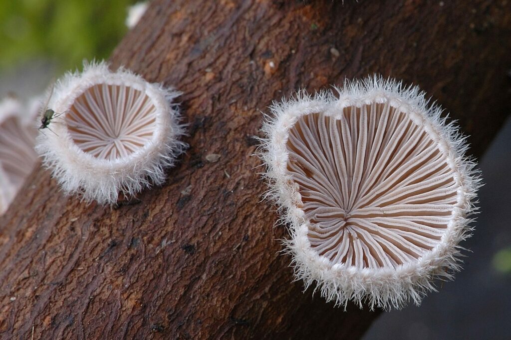 Schizophyllum commune. Créditos: Mk Fotky.