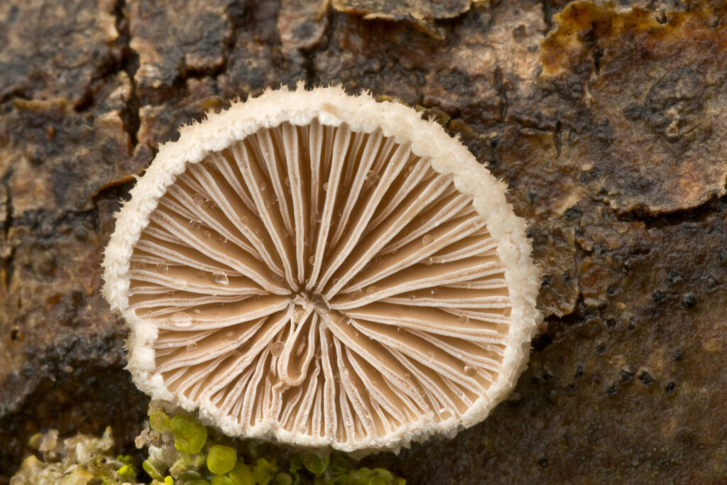 Schizophyllum commune. Créditos: Sarah Gregg.