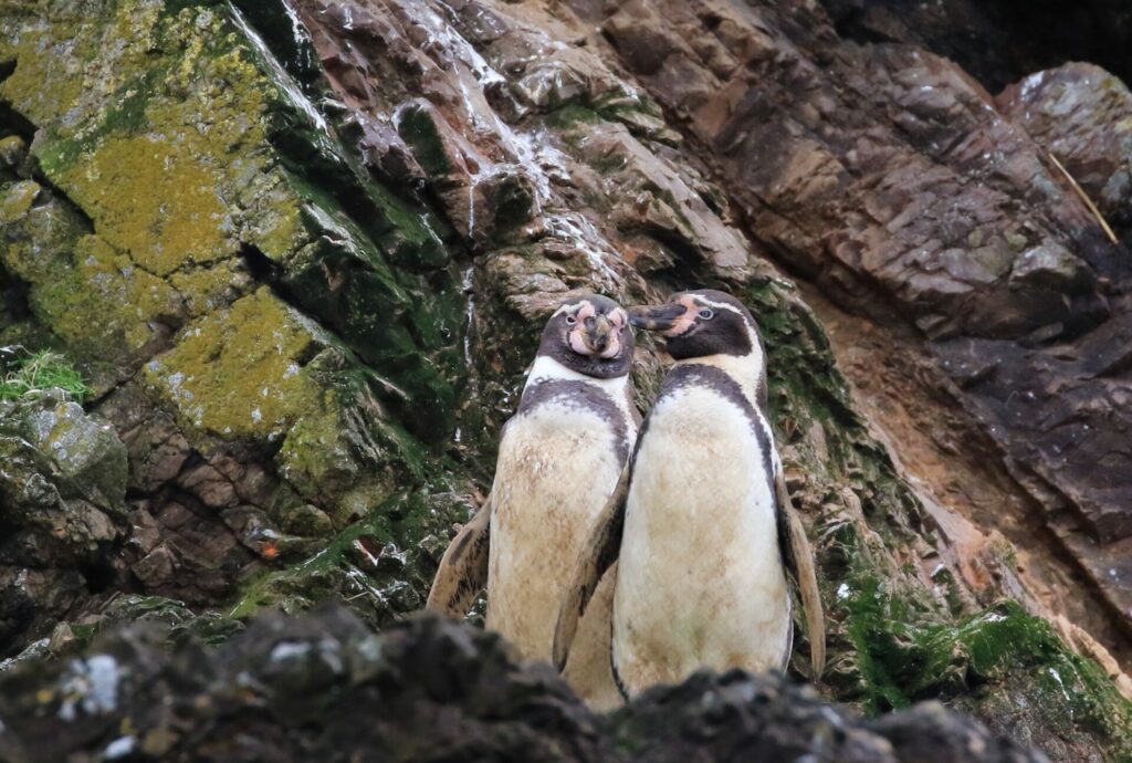 Spheniscus humboldti. Créditos: Sebastián Lescano.