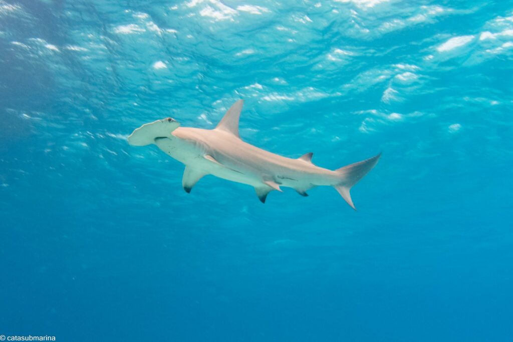 Tiburón Martillo - Catalina Velasco