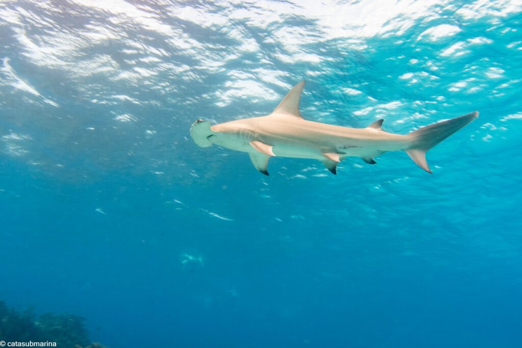 Tiburón Martillo - Catalina Velasco