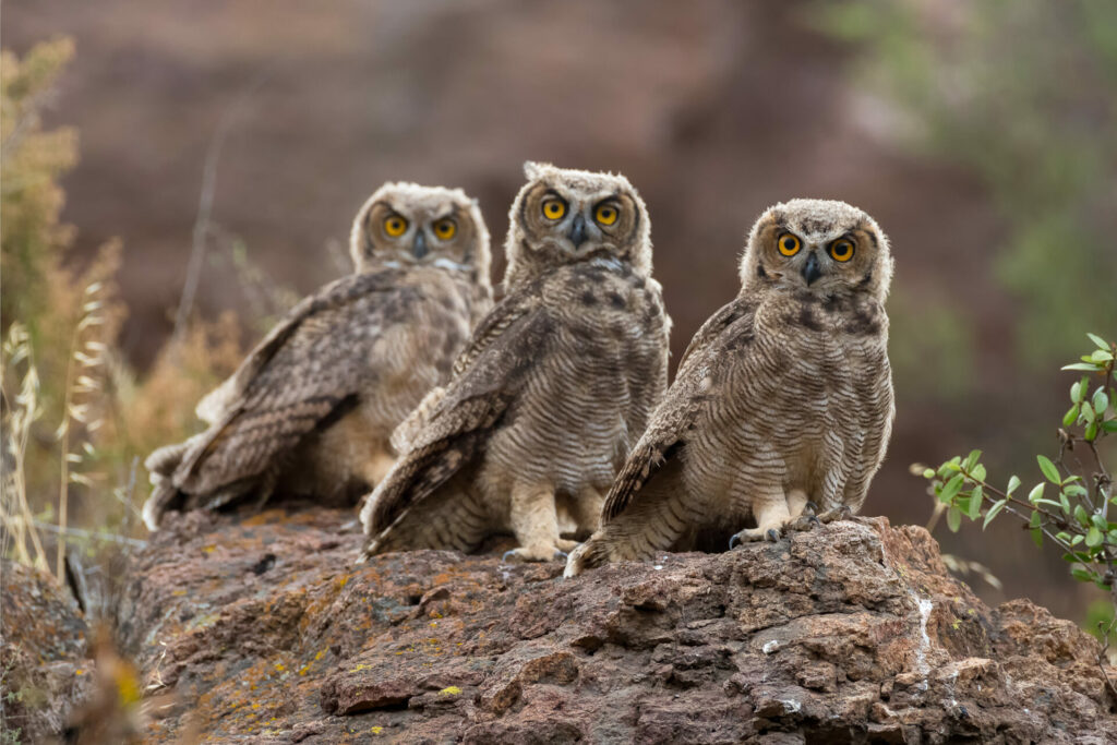 Tucuqueres (Bubo magellanicus). Créditos: ©Jean Paul de la Harpe