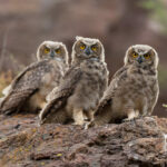 Tucuqueres (Bubo magellanicus). Créditos: ©Jean Paul de la Harpe