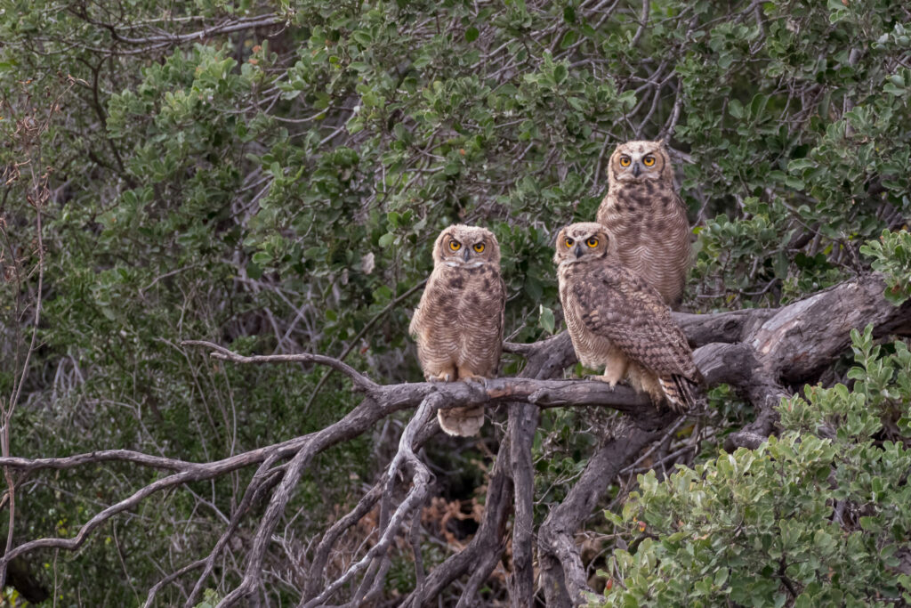 Tucuqueres (Bubo magellanicus). Créditos: ©Jean Paul de la Harpe