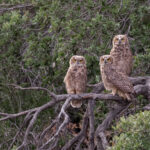 Tucuqueres (Bubo magellanicus). Créditos: ©Jean Paul de la Harpe