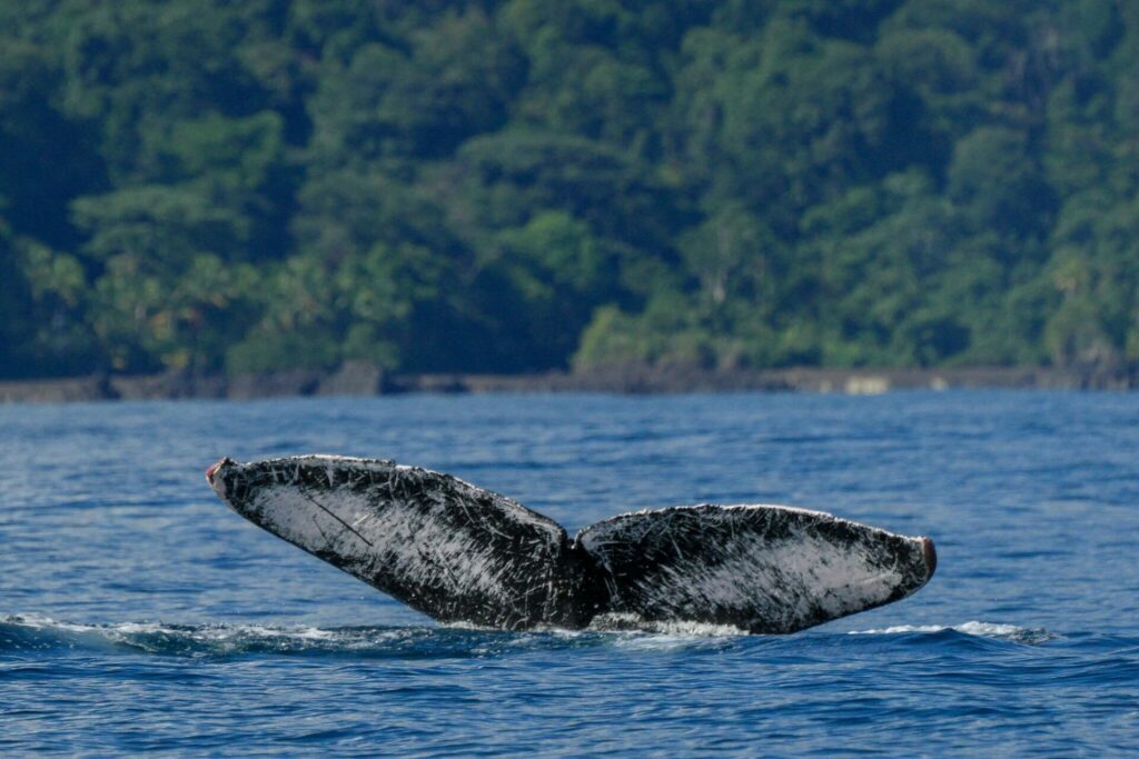 Una ballena nada cerca de la costa de Nuquí, en el Pacífico colombiano