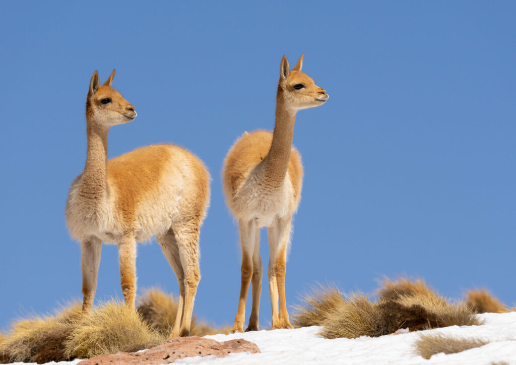 Crías de vicuña (Lama vicugna). Créditos: ©Jean Paul de la Harpe