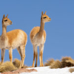 Crías de vicuña (Lama vicugna). Créditos: ©Jean Paul de la Harpe