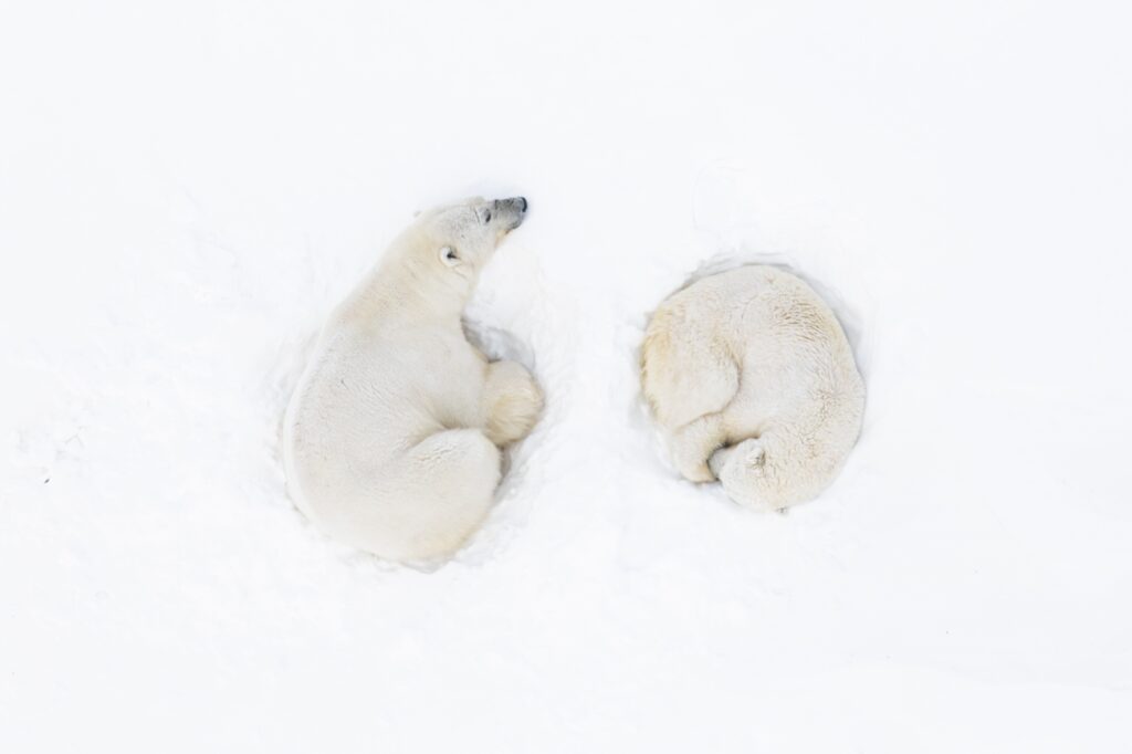 Foto más comentada en la categoría Vida Salvaje 3: "A Polar Romance" de Florian Ledoux.