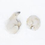 Foto más comentada en la categoría Vida Salvaje 3: "A Polar Romance" de Florian Ledoux.