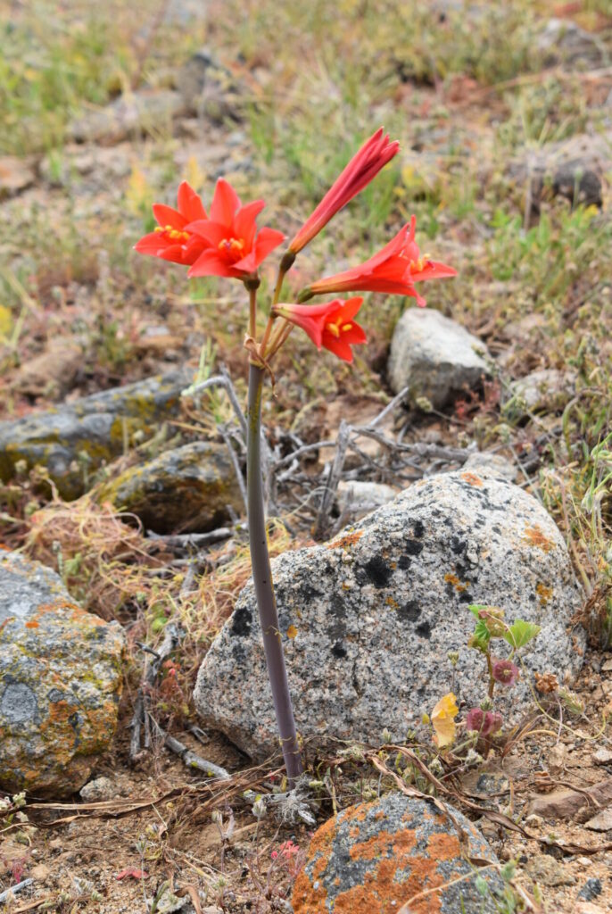 Zephyranthes phycelloides. Créditos: Cristian Atala.