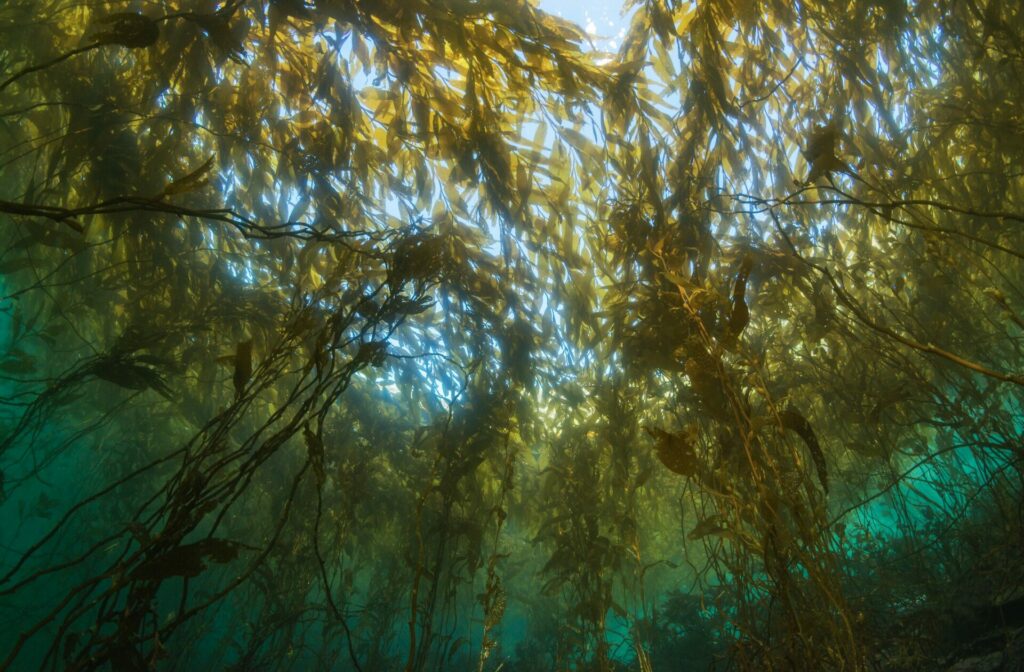 Bosque de macroalgas