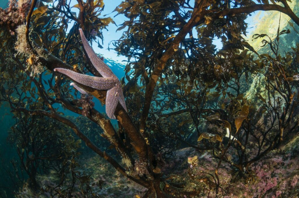 Biodiversidad en bosque de macroalgas. Créditos: Universidad Austral de Chile