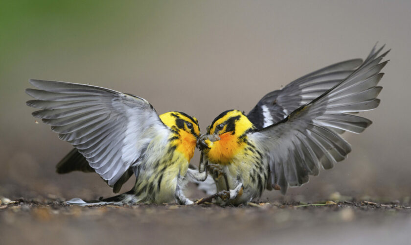 Exposición de Fotografía Audubon en el Festival Ladera Sur 2024: Aves que conectan y sorprenden