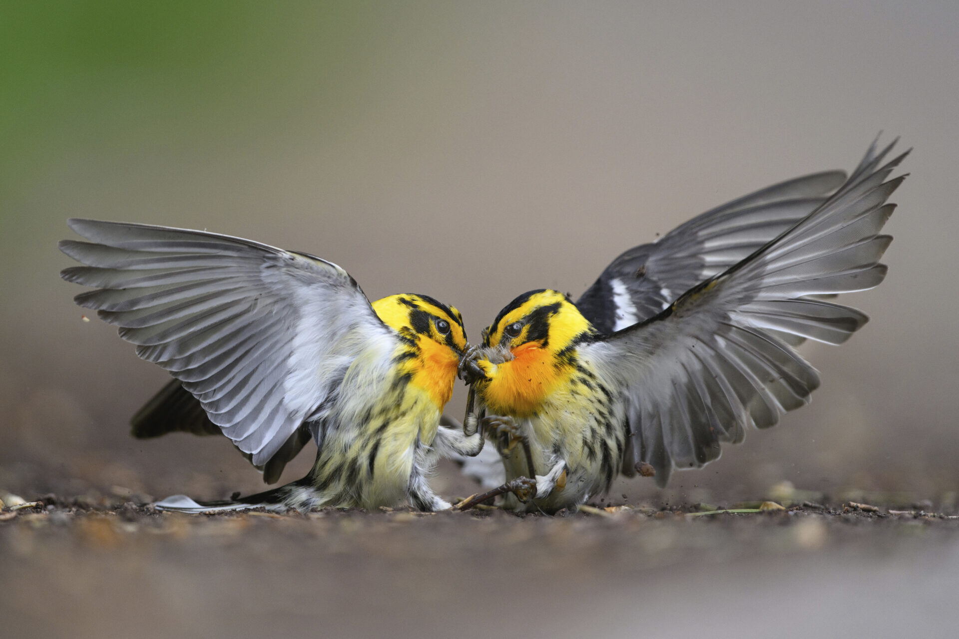 Exposición de Fotografía Audubon en el Festival Ladera Sur 2024: Aves que conectan y sorprenden