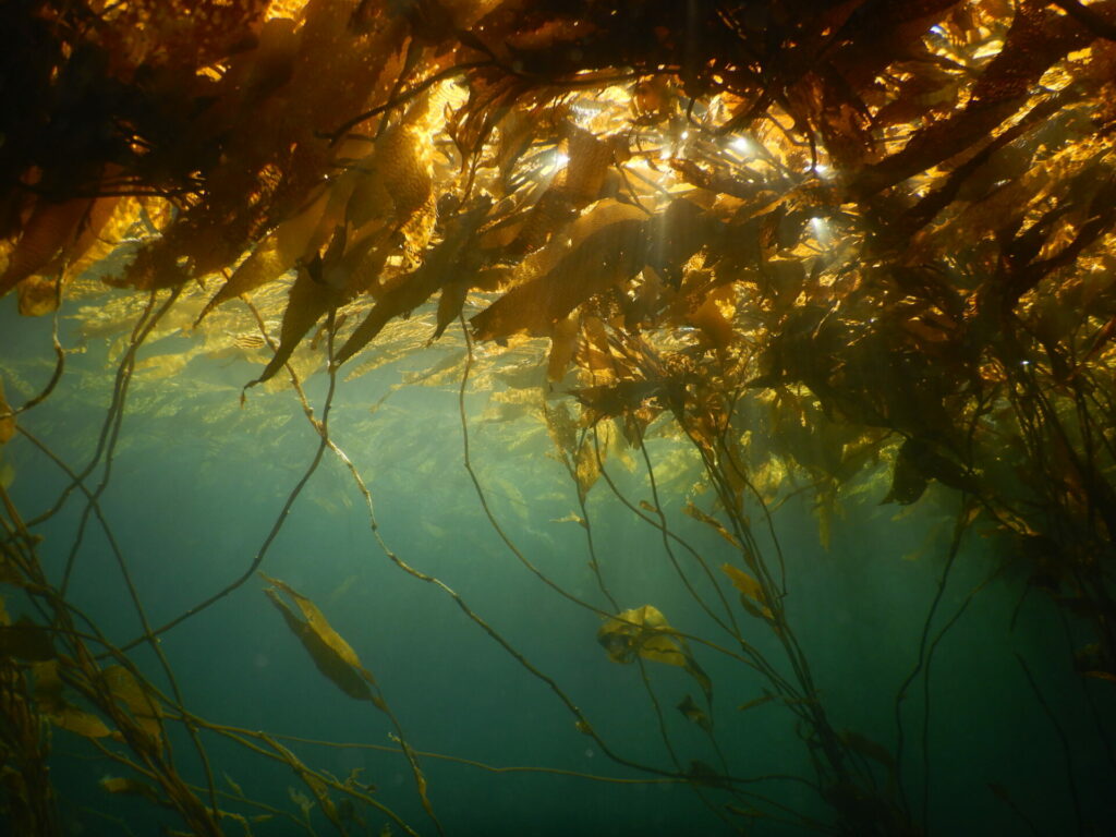 Bosque de Macrocystis en el sur de Chile. Créditos: Erasmo Macaya.