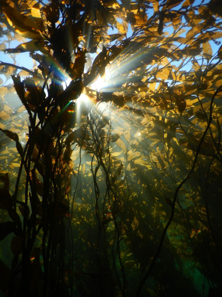 Bosque de Macrocystis en el sur de Chile. Créditos: Erasmo Macaya.