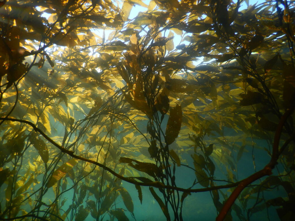 Bosque de Macrocystis en el sur de Chile. Créditos: Erasmo Macaya.