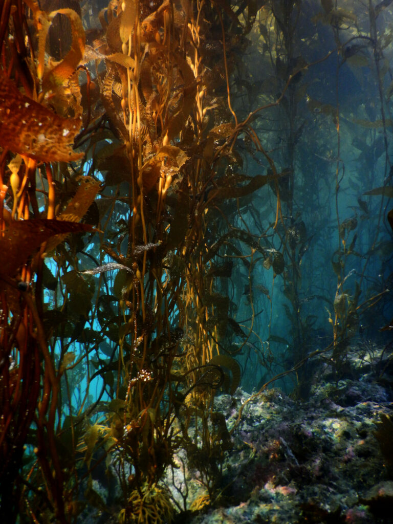 Bosque de Macrocystis en el sur de Chile. Créditos: Erasmo Macaya.