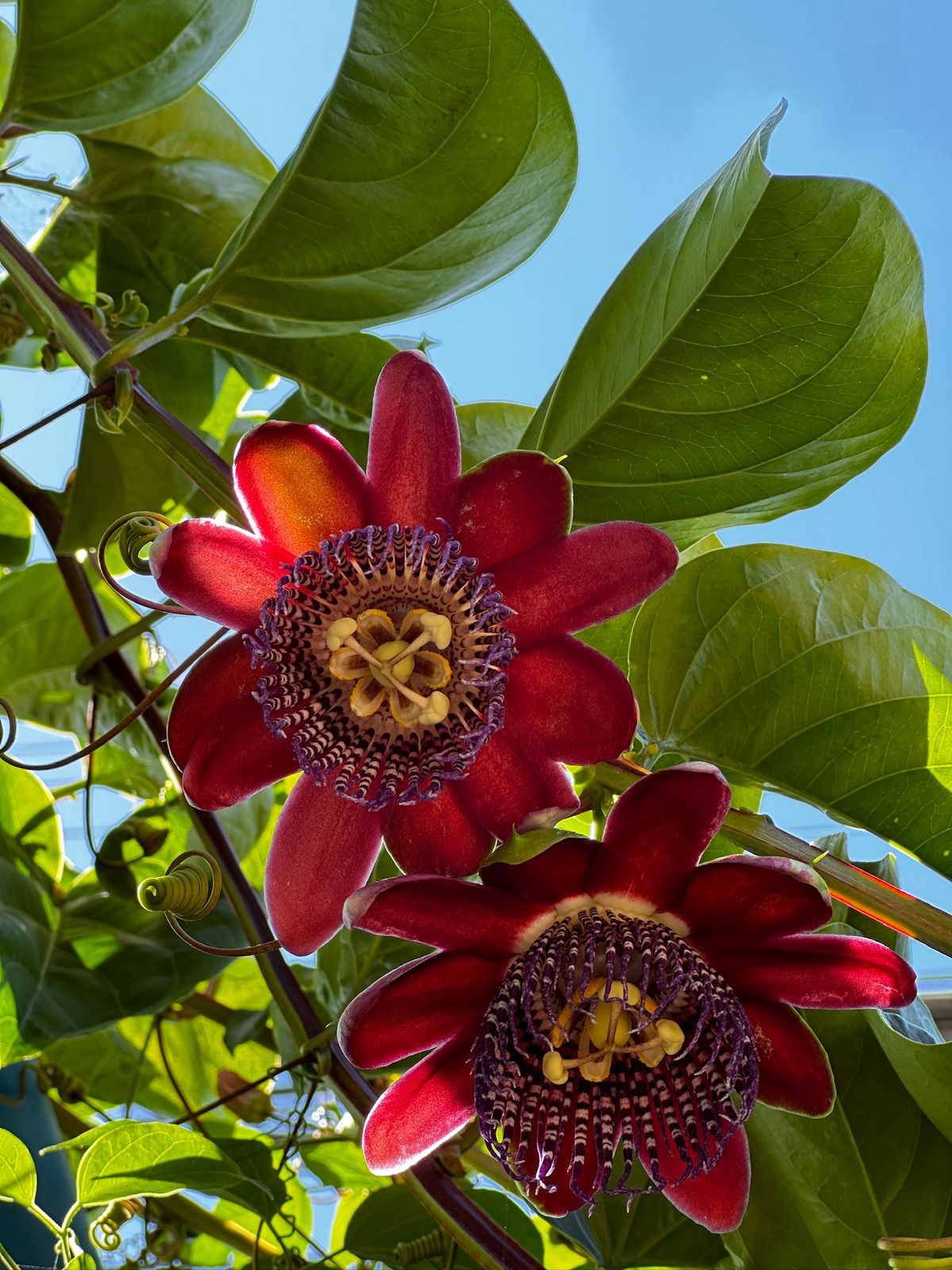 Flores de la pasión o pasifloras, las fascinantes plantas trepadoras que recorren el continente americano