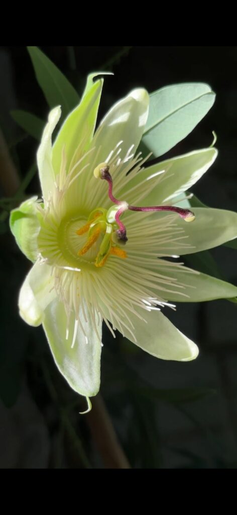 Passiflora Clara Luna. Créditos: ©Passiflora Sandramar @passiflora.sandramar