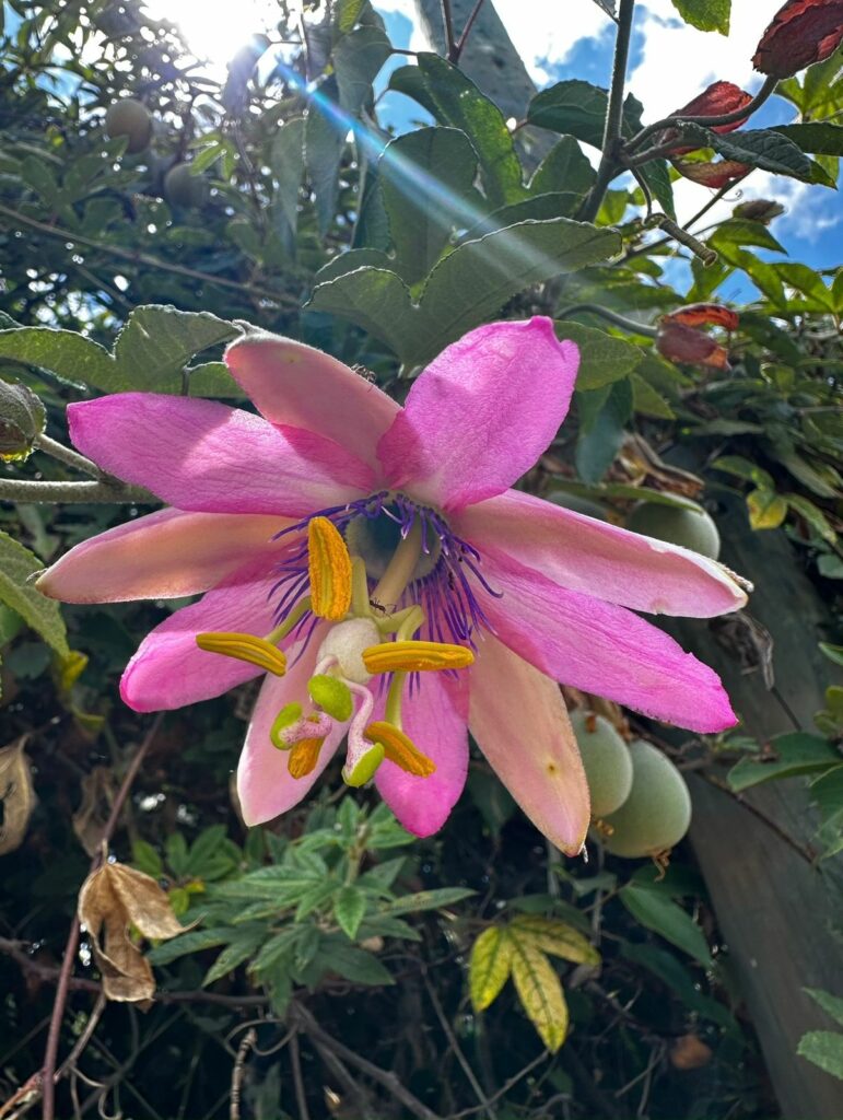 Passiflora pinnatistipula. Créditos: ©Passiflora Sandramar @passiflora.sandramar