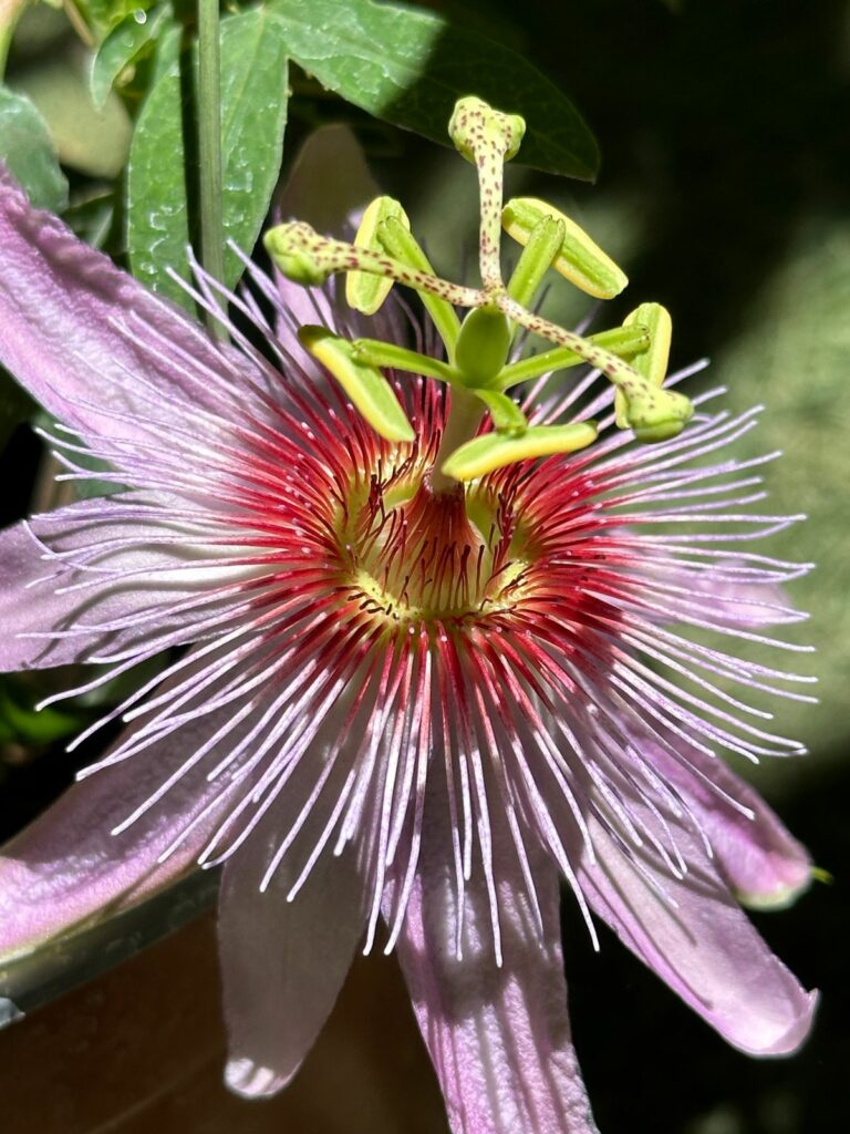 Passiflora fantasia. Créditos: ©Passiflora Sandramar @passiflora.sandramar