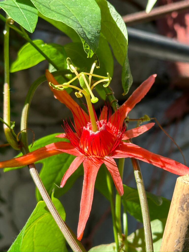 Passiflora Red Infinity. Créditos: ©Passiflora Sandramar @passiflora.sandramar