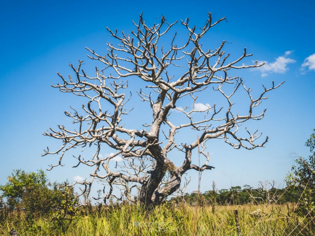 En la reserva se registran 815 especies de plantas superiores. Créditos: Sampsa Sulonen