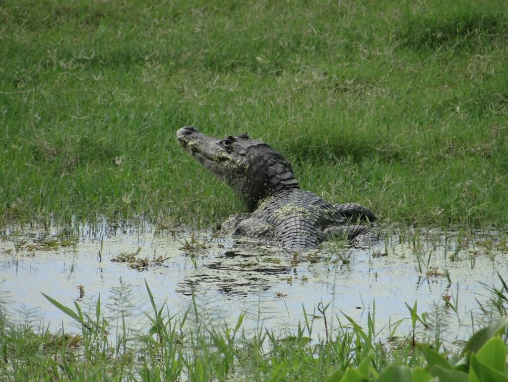 En el estuario de Topón también habita el caimán (Caiman crocodilus chiapasius). Créditos: Edgar Sarmiento Marina / Conanp