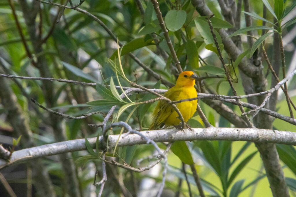 Canario Coronado (Saffron Finch(