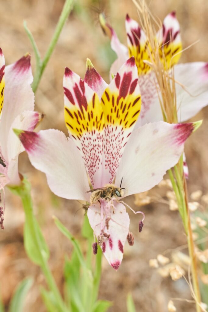 Diadasia Chilensis. ©Christofer Olea 