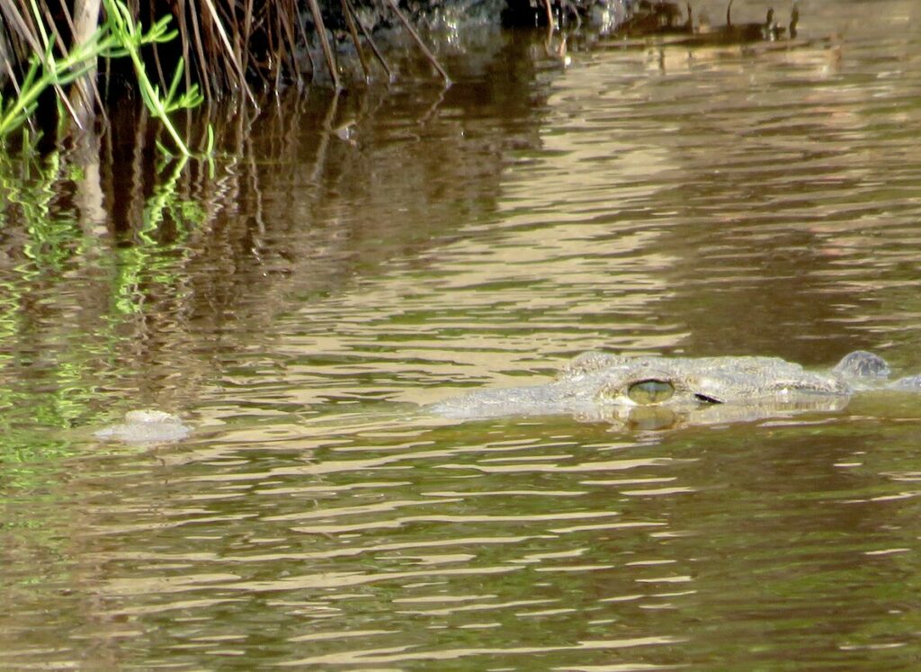 Cocodrilo de río o lagarto real (Crocodylus acutus). Créditos: Edgar Sarmiento Marina / Conanp