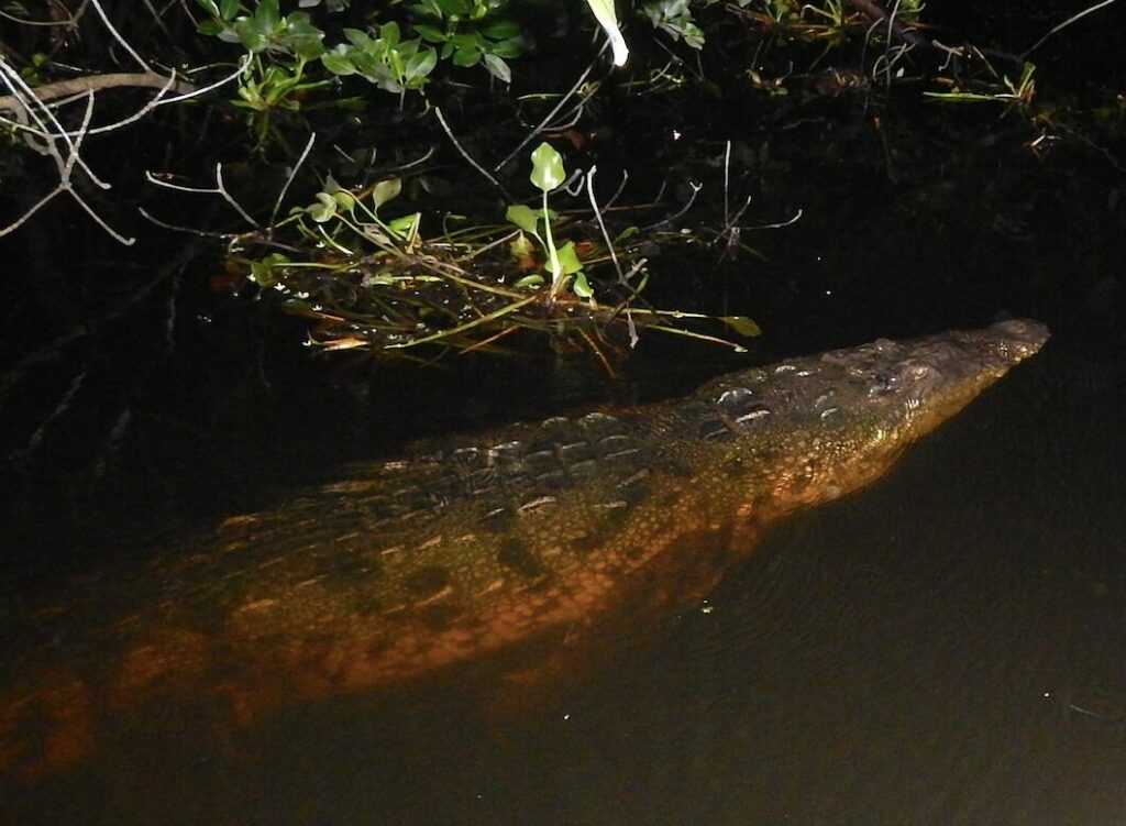 Monitoreo nocturno de cocodrilo de río o lagarto real (Crocodylus acutus). Créditos: Edgar Sarmiento Marina / Conanp