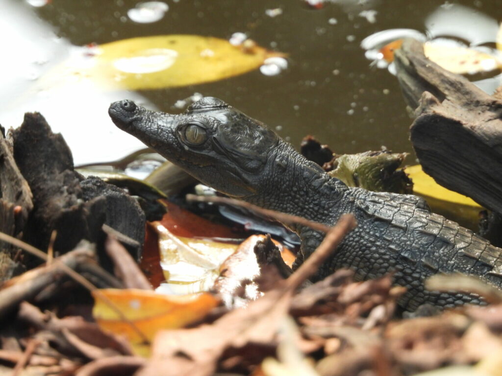 Cría de cocodrilo (Crocodylus acutus) durante un monitoreo biológico comunitario. Créditos: Ramón Flores / CI México