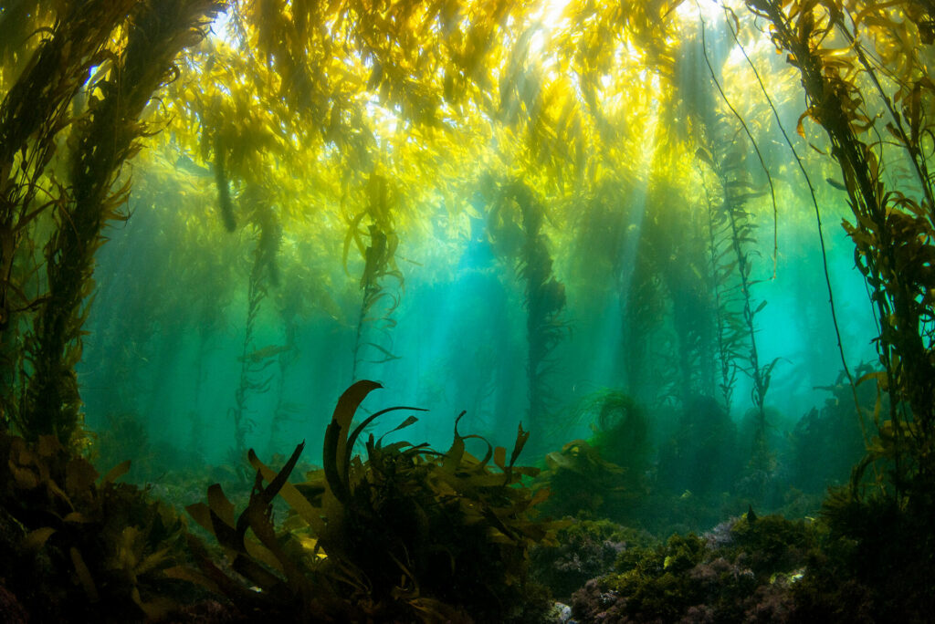 Macroalgas de Baja California, México. Créditos: Eduardo Sorensen