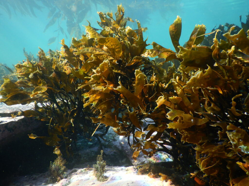 Bosques marinos. Créditos: Erasmo Macaya.