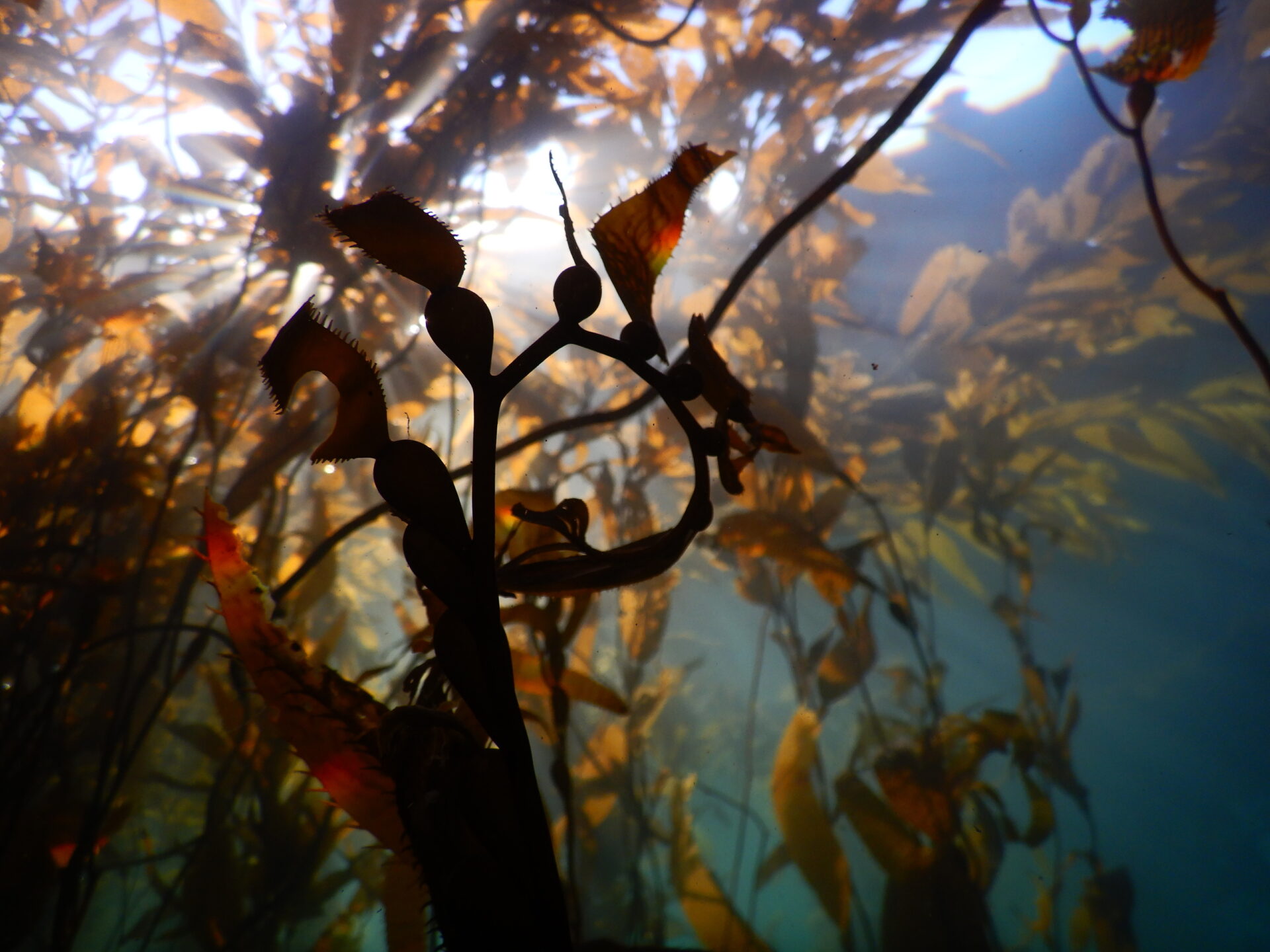 Reforestando el mar: Conociendo una innovadora forma de recuperar la flora marina