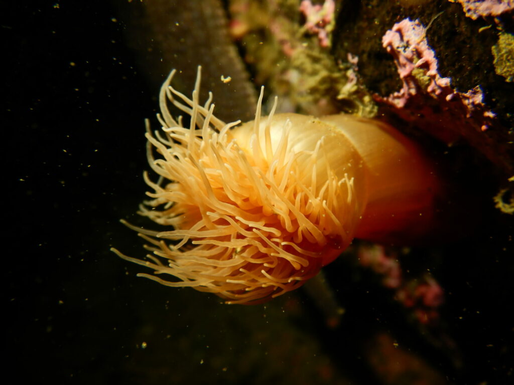 Biodiversidad que habita en los bosques marinos. Créditos: Erasmo Macaya.