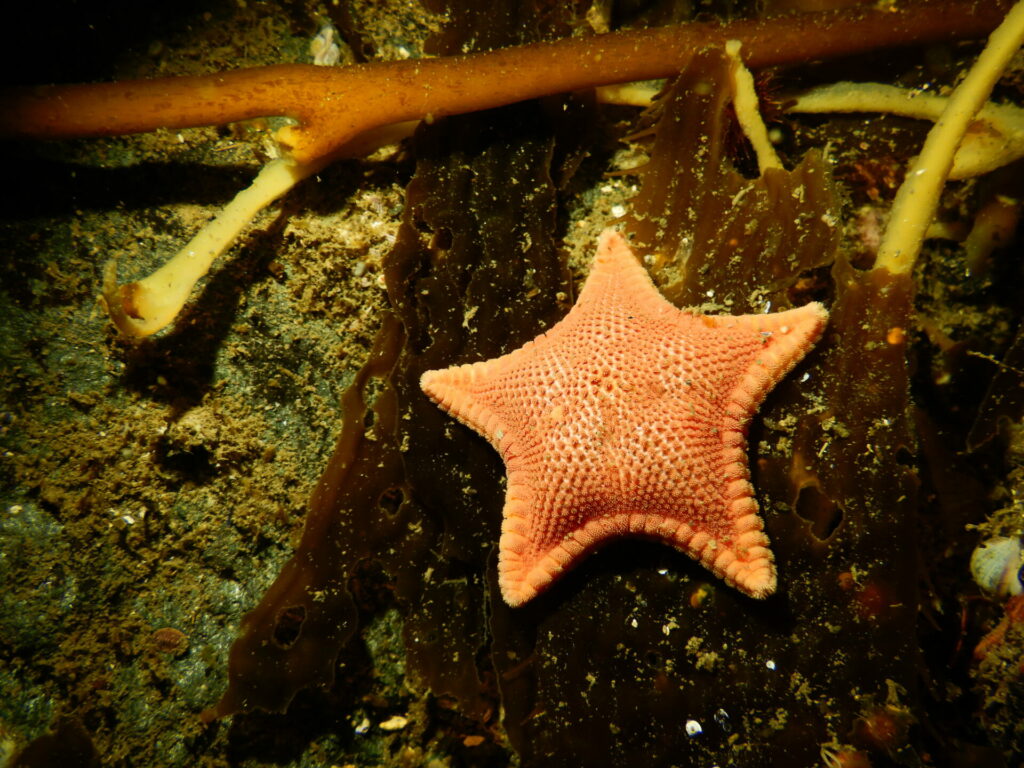 Biodiversidad que habita en los bosques marinos. Créditos: Erasmo Macaya.