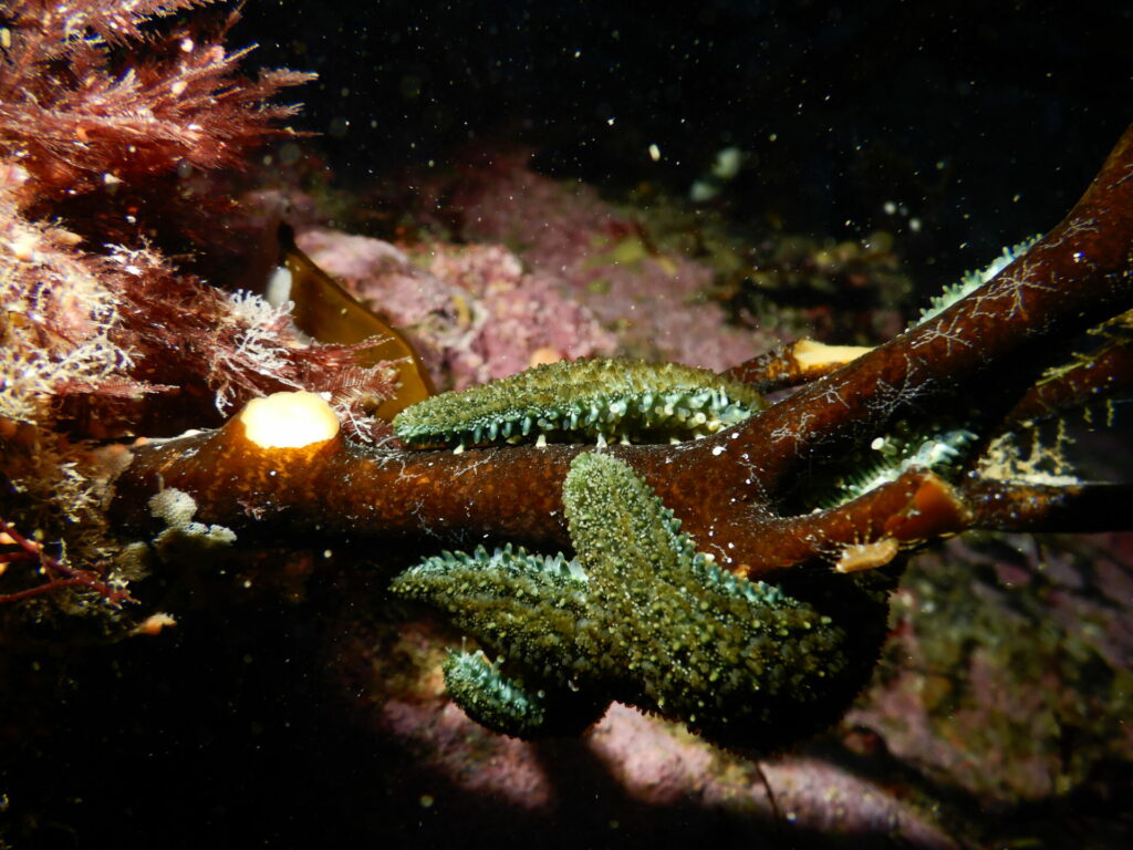 Biodiversidad que habita en los bosques marinos. Créditos: Erasmo Macaya.