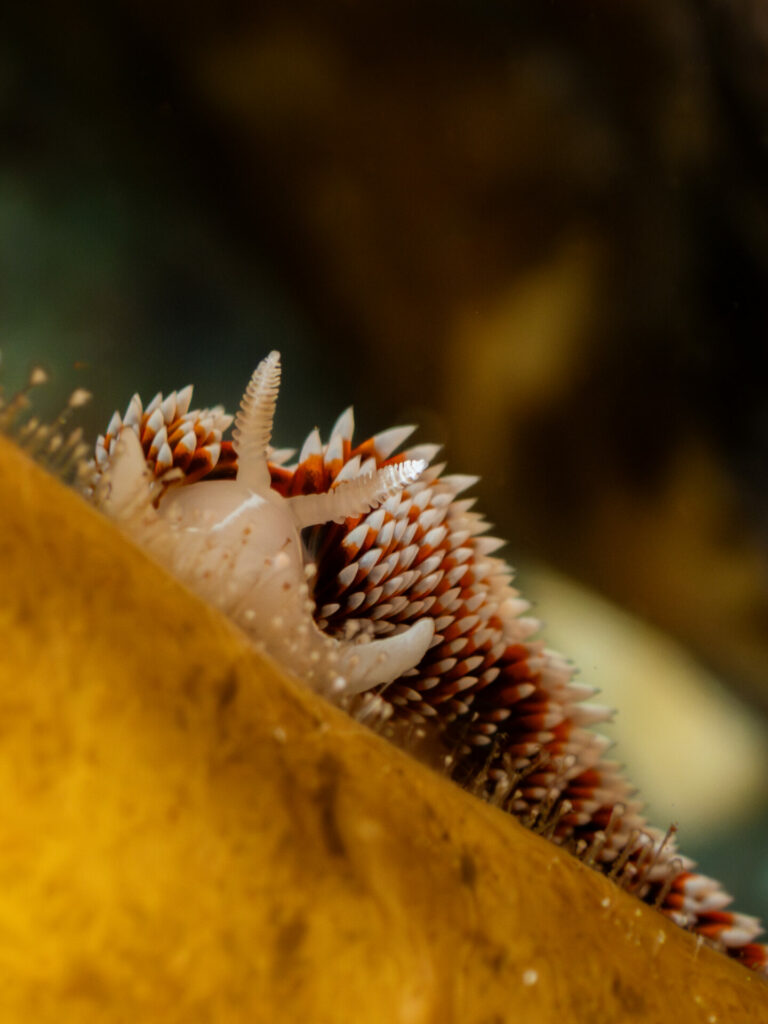 Nudibranquio. Créditos: José Luis Kappes.