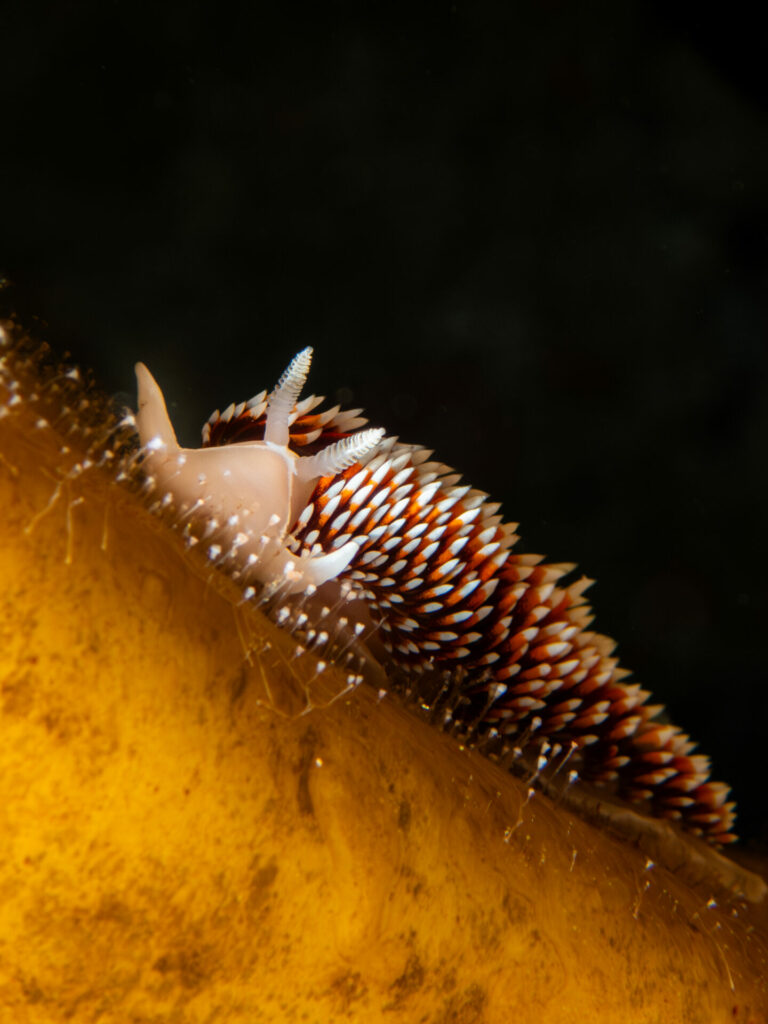 Nudibranquio. Créditos: José Luis Kappes.