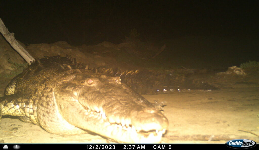 Fototrampeo en Topón. Cocodrilo de río o lagarto real (Crocodylus acutus). Créditos: Edgar Sarmiento Marina / Conanp