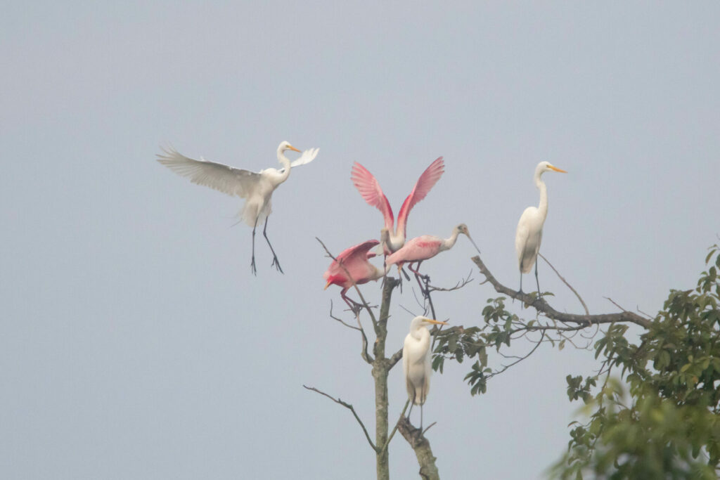 Garza Paleta (Roseate Spoonbill)