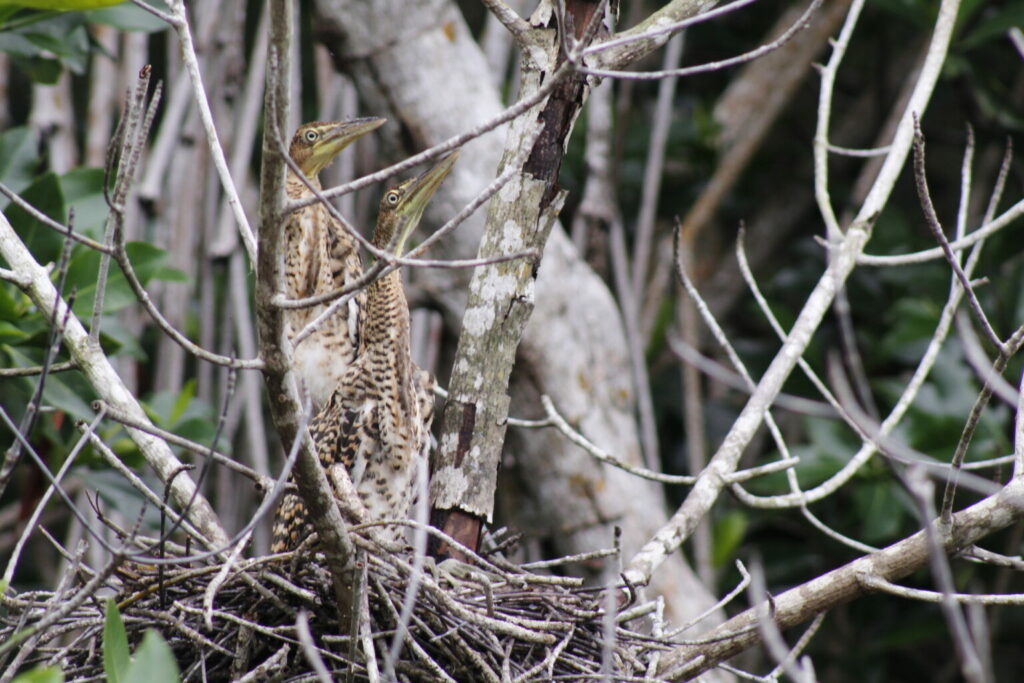 Pollos de garza tigre (Tigrisoma mexicanum). Créditos: Guadalupe de la Cruz / Conanp