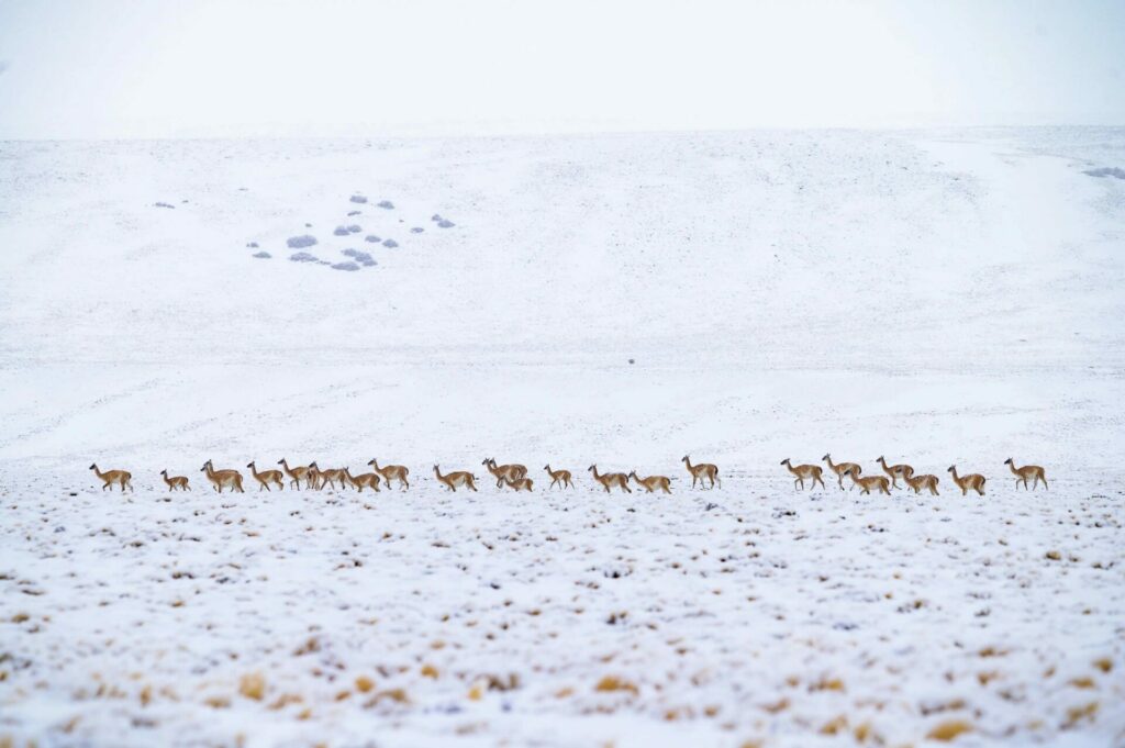 Guanacos-2024-INVIERNO-Franco-Bucci-10-1