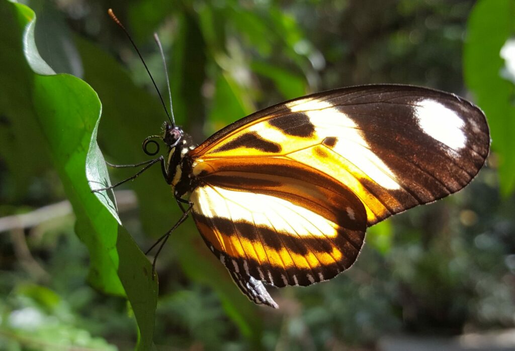 Heliconius ethilla ssp. narcaea. Créditos: ©Alessandra Dalia